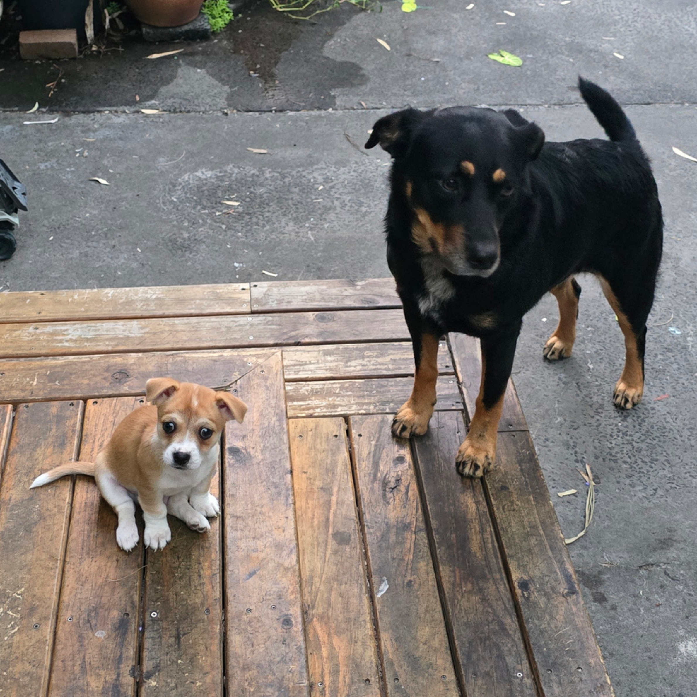 What Is Dog Training? A Beginner's Guide to How Dogs Actually Learn