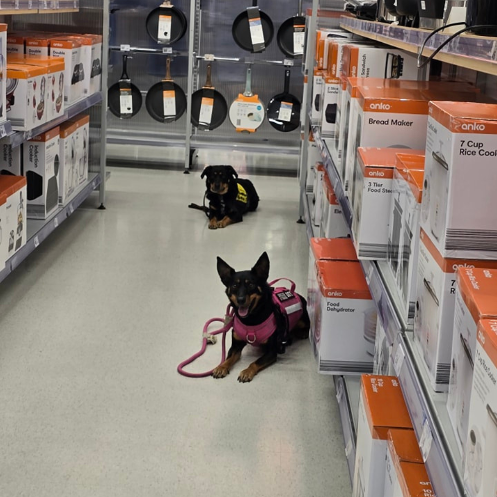 Dog Harness vs. Leash: Why the 60/40 Weight Rule Matters