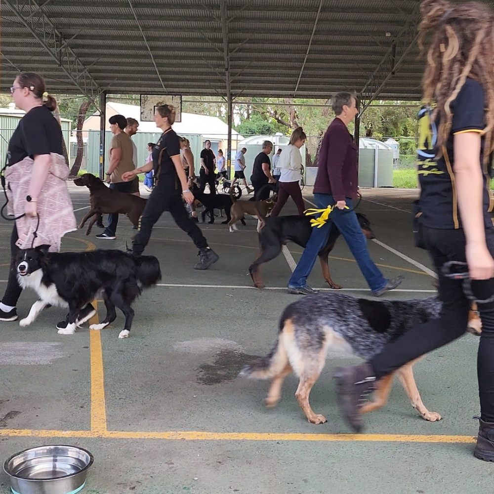 Dog Obedience Seminars on the Central Coast