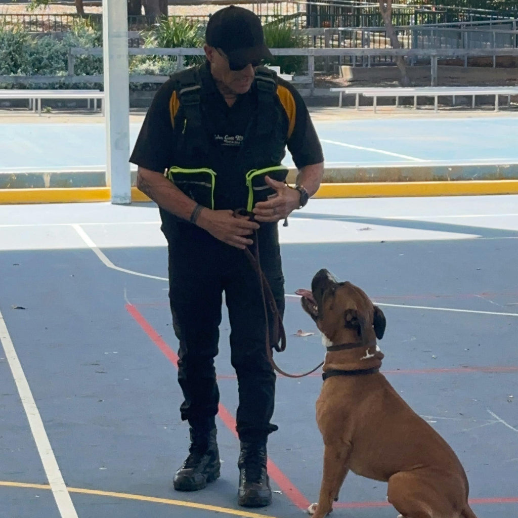 Working security dog and handler during training in NSW