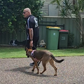 Dog training session with John Gatt K9 Services, Toukley, Central Coast NSW