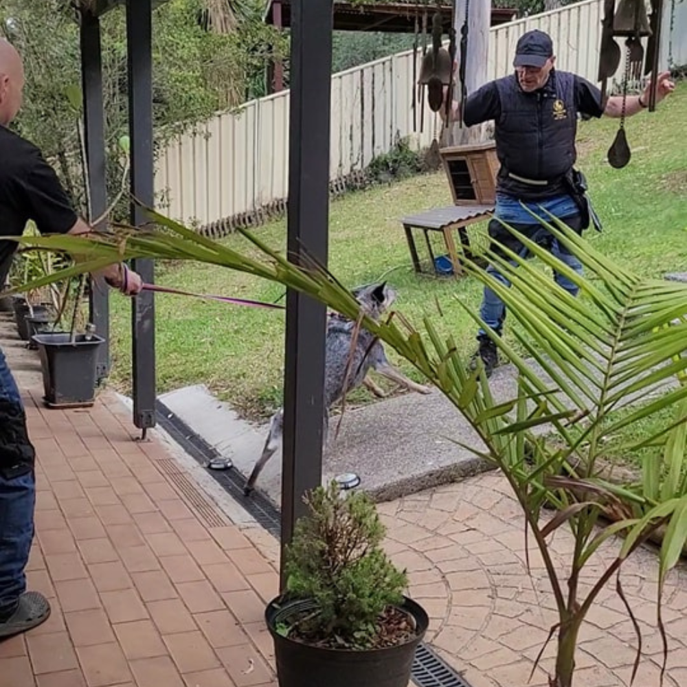 K9 behaviour education session for dog and handler, Central Coast NSW