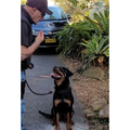 Dog obedience training session with John Gatt K9 Services, Toukley, Central Coast NSW