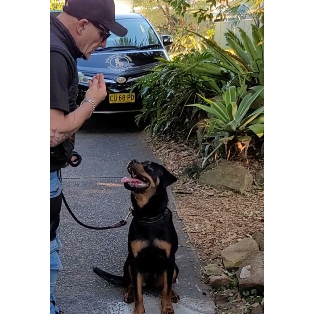 Dog obedience training session with John Gatt K9 Services, Toukley, Central Coast NSW