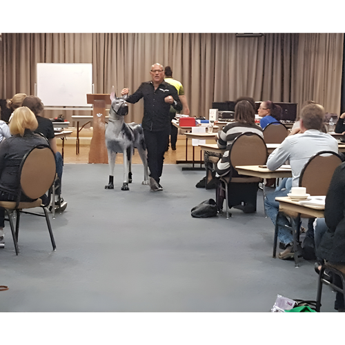 Dog trainer course, basic to advanced, Central Coast NSW