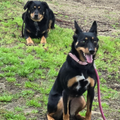 Dog off-lead recall training on the Central Coast NSW
