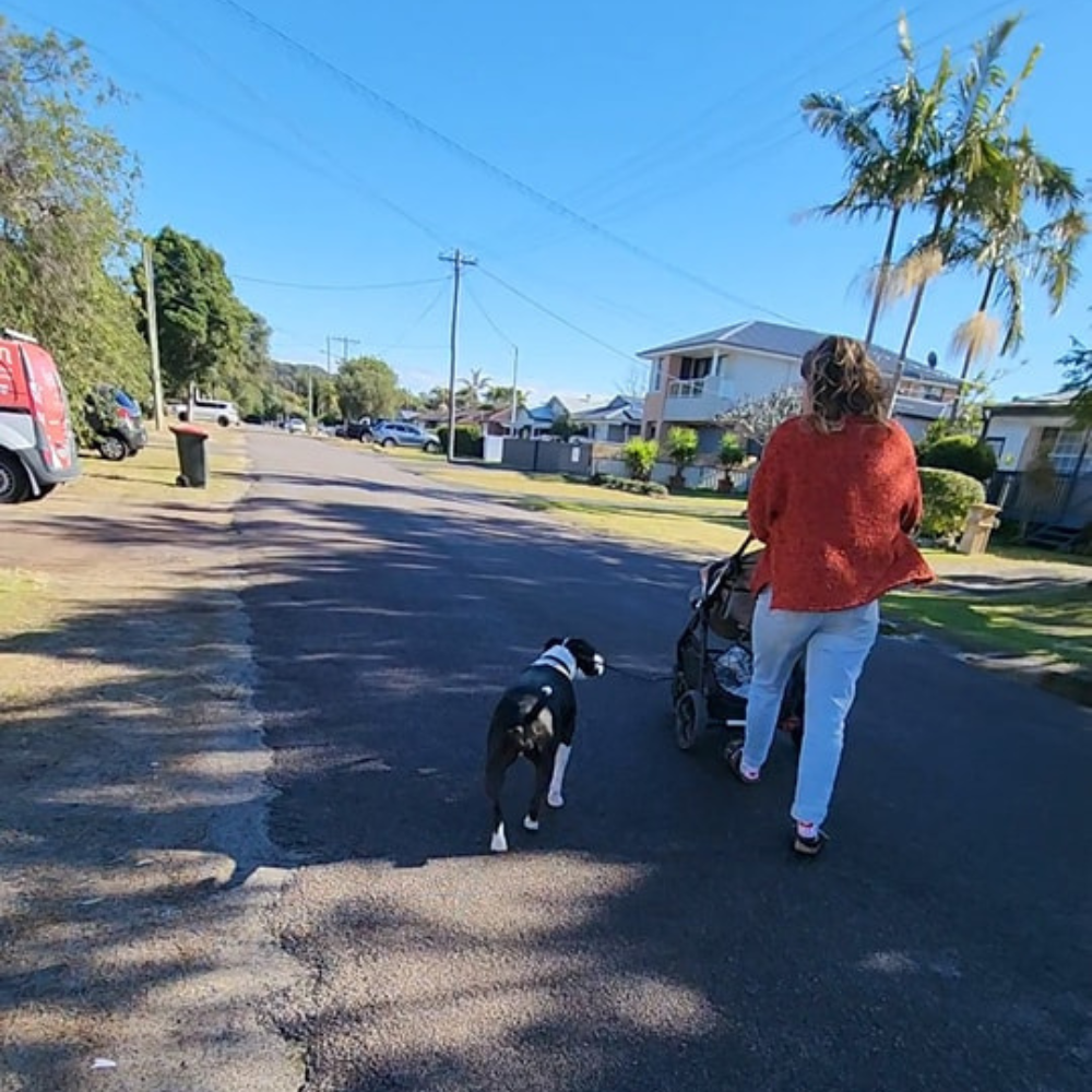 Reactive dog learning calm behaviour on the Central Coast NSW