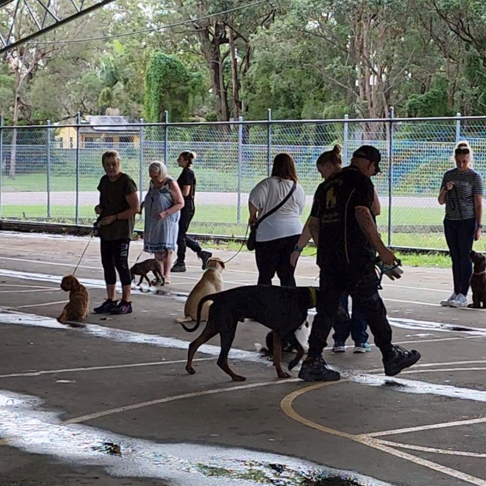 Dogs during an 8-week K9 boot camp with John Gatt K9 Services