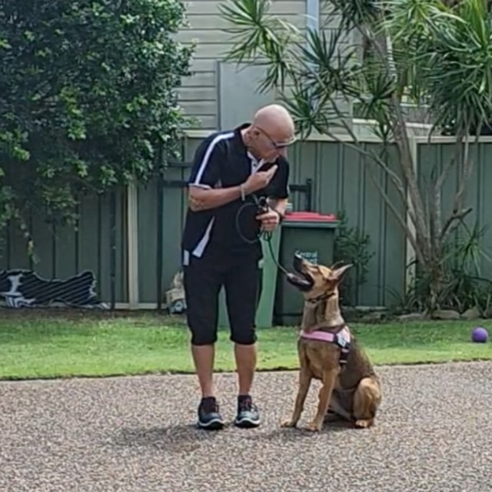 Dog running a flyball course with John Gatt K9 Services