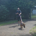 Dog agility training on the Central Coast NSW